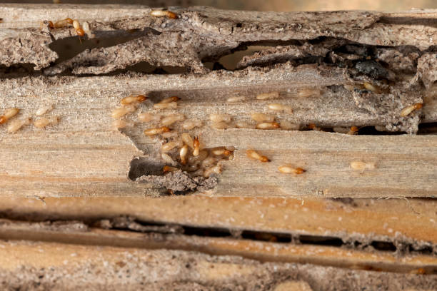 Reliable Selma, CA Pest Control Solutions